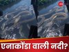 एनाकोंडा ही एनाकोंडा... हेलीकॉप्टर से नदी में तैरते हुए दिखे तो कांप उठी दुनिया! लेकिन सच्चाई है कुछ और