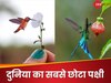 दुनिया का सबसे छोटा पक्षी 