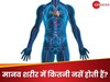 मानव शरीर में कितनी नसें होती हैं? 