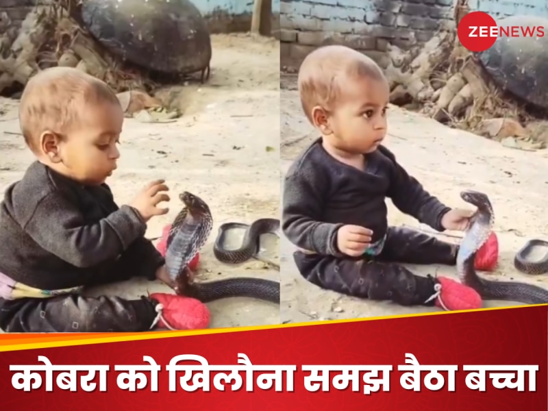 खिलौना समझकर कोबरा से खेलने लगा मासूम; अगले पल जो हुआ, देखकर हर किसी की आंखें फटी...