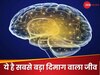 किस जीव का दिमाग सबसे बड़ा होता है? 