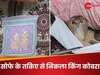 सोफे पर बैठने से पहले जरूर देख लें तकिया! छिपा हो सकता है King Cobra, रोंगटे खड़े करने वाला VIDEO