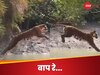 Tiger ka Video: बाघ ने दिखाई ऐसी 'सुपरपावर', बिना दौड़े एक छलांग में पार की 30 फीट की नदी, Video देख नहीं होगा यकीन