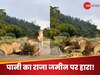 Magarmach Ka Video:  मगरमच्छ को फंसाने के लिए शेरनियों ने लगाया ऐसा दिमाग, पानी से निकलते ही कर दिया शिकार, Video देखकर थम जाएगी  सांसें