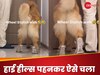 WATCH: हाई हील्स पहनकर ऐसे चला डॉगी जैसे कोई मॉडल,  Video देख भड़क गए लोग;  बोले- ये क्या पागलन...
