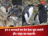 ये 5 जानवर 1 ही पार्टनर के साथ ताउम्र निभाते हैं रिश्ता, लॉयल्टी में इंसानों से भी आगे!