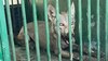 बहराइच में पकड़ा गया आदमखोर, वन विभाग कहता रहा- सियार है, 2 मासूमों को बनाया था शिकार