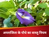 Aparajita Plant