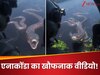 एनाकोंडा का एक और Video! इस बार नदी से हेलीकॉप्टर पर दबोचने के लिए दौड़ा लेकिन फिर...