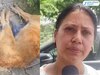 Panchkula News: ਪੰਚਕੂਲਾ ਵਿੱਚ ਇਨਸਾਨੀਅਤ ਸ਼ਰਮਸਾਰ; ਬੇਜ਼ੁਬਾਨ ਜਾਨਵਰ ਦੀਆਂ ਚਾਰੇ ਲੱਤਾਂ ਬੰਨ੍ਹ ਕੇ ਮੌਤ ਦੇ ਘਾਟ ਉਤਾਰਿਆ