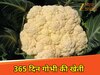 365 दिन गोभी की सब्जी