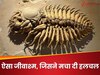 साइंस की दुनिया में मच गई हलचल, जब सामने आया 500000000 साल पुराना ये जीव!