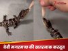 छोटा मगर खतरनाक! वायरल वीडियो में बेबी एलीगेटर ने दिखाया खून जमा देने वाला डेथ रोल, देख दंग रह जाएंगे आप