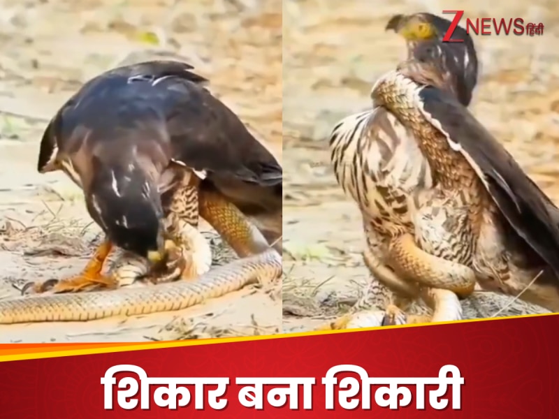 बाज ने किया सांप का शिकार लेकिन पल भर में पलट गई बाजी! बाज की हो गई मौत, देखें Video