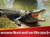 UPSC Interview Question: मगरमच्छ कितने सालों तक जिंदा रहता है?