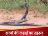 नागिन का दिल जीतने के लिए कोबरा करते हैं भयानक लड़ाई, जंग के हैं ये खास नियम