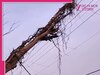Delhi News: 11 हजार वोल्टेज की हाईटेंशन तारों पर अटका पेड़ हादसों को दे रहा न्योता, पढ़ें पूरा मामला