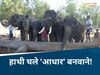 MP के  गजराज होंगे हाई-टेक, यहां बनाया जाएगा हाथियों का आधार कार्ड; जानिए प्रक्रिया