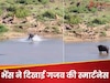 Video: शेरों के झुंड में फंसा भैंस, पानी में कूदा तो मगरमच्छों से भरी हुई थी नदी और फिर