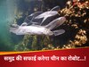 चीन ने बनाई रोबोट मछली, संभालेगी समुद्र में सफाई अभियान की जिम्मेदारी, खराब होने पर खुद को करेगी रिपेयर