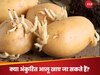 Sprouted Potatoes: क्या अंकुरित आलू को खाया जा सकता है? हरे हो चुके आलू के साथ क्या करना चाहिए