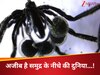 अजब-गजब जीव, धरती को गर्म करने वाली मीथेन गैस ही है इन समुद्री मकड़ियों का पेट्रोल