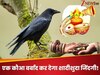 एक कौआ बर्बाद कर सकता है शादीशुदा जिंदगी! पक्षियों के इन संकेतों को ना करें नजरअंदाज
