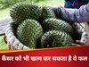 कैंसर ट्यूमर के लिए वज्र से कम नहीं ये कांटेदार फल, डायबिटीज में भी मददगार, जाने सेवन का तरीका