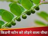 किडनी स्टोन को तोड़ने वाला चमत्कारिक पौधा, छोटे-छोटे टुकड़ों में पथरी को तोड़कर निकाल देगा बाहर!