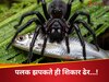 पानी पर गोली की रफ्तार से दौड़ती हैं ये मकड़ियां, शिकार के लिए इतने मिनट तक रोक सकती है सांस