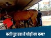 रेस कोर्स या रैकेट? जबलपुर में 57 घोड़ों की एंट्री और 12 की मौत ने उठाए बड़े सवाल, जांच के आदेश