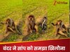 माला की तरह गले में लटकाया, फिर सांप को खिलौना समझकर खेलने लगा बंदर, Video देख हक्के-बक्के हो गए लोग