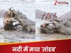 मगरमच्छ के जबड़े में फंसा था हिरण, तभी हिप्पो की एंट्री, फिर जो हुआ इस Video में देखें