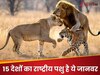 GK Quiz: कौन सा जानवर 15 देशों का राष्ट्रीय पशु है?  