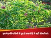इस पेड़ की पत्तियों से दूर हो सकती है ये बड़ी बीमारियां, आयुर्वेदिक डॉ ने बताए गजब के फायदे!