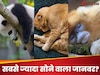 GK Quiz: कौन सा जानवर अपने जीवन का ज्यादातर समय सोने में गुजार देता है? 