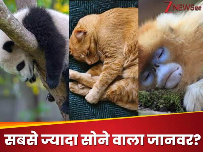 GK Quiz: कौन सा जानवर अपने जीवन का ज्यादातर समय सोने में गुजार देता है?