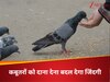 Feed To Pigeons Astro Tips