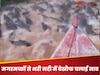 WATCH: ये इंसान है या 'यमराज का दूत'? मगरमच्छों से भरी नदी में बेखौफ चलाई नाव, Video देख कांप जाएगी आपकी आत्मा
