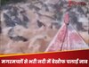 WATCH: ये इंसान है या 'यमराज का दूत'? मगरमच्छों से भरी नदी में बेखौफ चलाई नाव, Video देख कांप जाएगी आपकी आत्मा