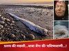 Doomsday Fish: ओरफिश दिखने के बाद जापानी वेंगा बाबा की भविष्यवाणी, 5 जुलाई को लेकर देश में मचा हड़कंप