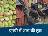MP में पलटा आमों से भरा ट्रक, रोते रहे ड्राइवर-क्लीनर; लोग जमकर खाते रहे आम!