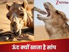 Interesting Facts: ऊंट को क्यों खिलाया जाता है जिंदा और जहरीला सांप? वजह जानकर आपके उड़ जाएंगे होश