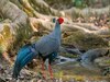  Siamese Fireback in Ranikhet (FILE)