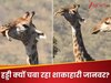 क्या हो गया है जंगल में शाकाहारी जानवरों को? हड्डी चबाता हुआ दिखा जिराफ, देखें Video