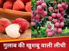 गुलाब जैसी खुशबू... इस खास किस्म की लीची का स्वाद चखेंगे कतर और दुबई के लोग, पहली खेप रवाना