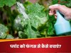 घर और गार्डेन की रौनक बढ़ाने वाले प्लांट्स पर हो न जाए फफूंदी का हमला, पहले ही करें 5 बड़े उपाय