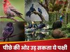 GK Quiz: दुनिया का वह कौन सा पक्षी है, जो पीछे की ओर उड़ सकता है?  