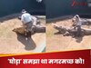 मगरमच्छ को 'घोड़ा' समझकर पीठ पर बैठा था शख्स! उतरते ही जानवर ने दिखाया असली रूप, फिर जो हुआ उसे देख नहीं होगा यकीन