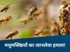MP News: मधुमक्खियों ने उजाड़ा घर! पत्नी को बचाने गए पति की मौके पर ही थम गई सांसे, फिर...